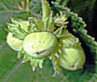 Vier Haselnüsse(Corylus avellana(L.)) am Waldrand des Hirschberges