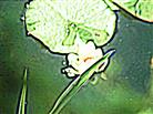 Knospe bzw. junge Blüte einer Weißen Seerose(Nymphaea alba(L.))