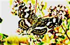 Landkärtchen(Araschnia levana(L. 1758) f. porima(Zwischenform von Frühjahr- zu Sommergeneration)