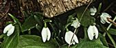 Kleines bzw. Gewöhnliches Schneeglöckchen(Galanthus nivalis(L.))
