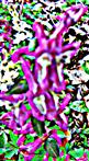 Hohler Lerchensporn(Corydalis cava(L.))