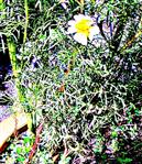 Blüte einer Jungfer im Grünen(Nigella damascena(L.))