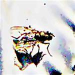 Fliege(Coenosia agromyzina(Fallén 1825))