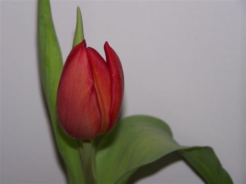 Frhlingserwachen - Tulpe (Tulipa)