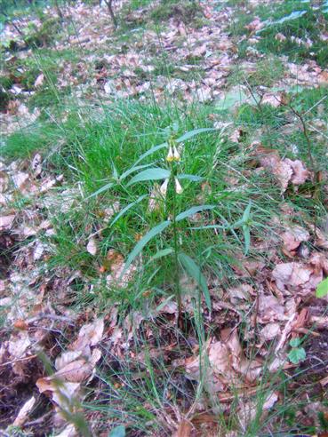 Waldwachtelweizen(Melampyrum sylvaticum(L. ))