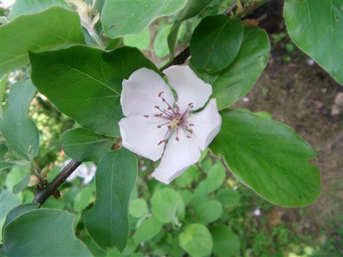 Blüte einer Birnenquitte