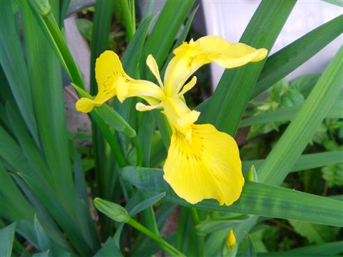 Blüte einer Sumpfschwertlilie(Iris pseudacorus(L.))