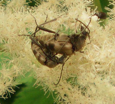 Bockkäfer(Pachytodes cerambyciformis)Paar