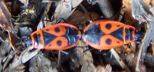 Gemeine Feuerwanzen(Pyrrhocoris apterus(Amyot&Serville 1843)) Paarung