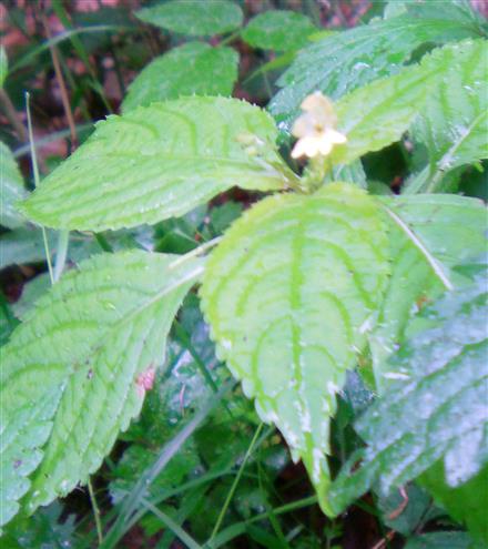 Kleines Springkraut(Impatiens parviflora(DC.))