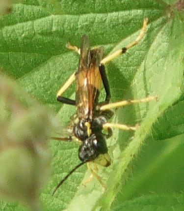 Blattwespe (Tenthredo maculata) Weibchen