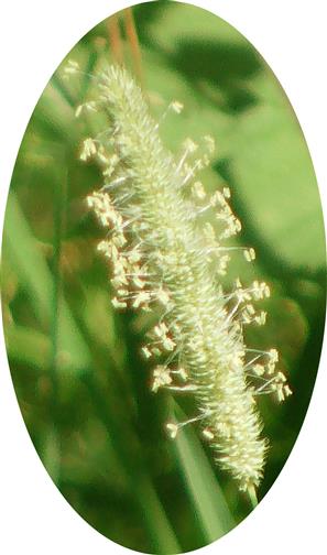 Wiesen-Lieschgras(Phleum pratense(L.))