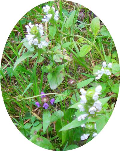 Kleine Braunelle(Prunella vulgaris(L.)) sowie weie Braunelle(Prunella laciniata(L.))