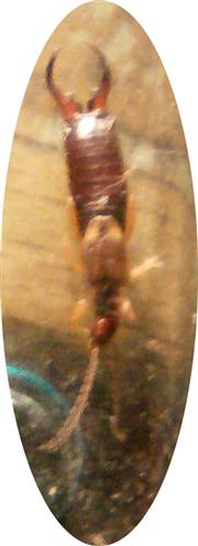 Gemeiner Ohrwurm(Forficula auricularia(L. 1758))
