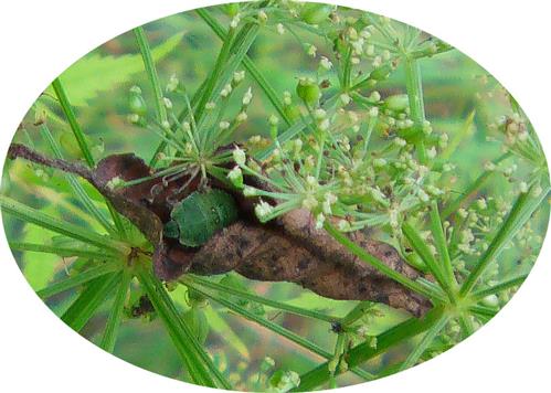Nymphe einer grünen Stinkwanze(Palomena prasina(L. 1761)) in einem verdorrten Blatt auf Schutzsuche