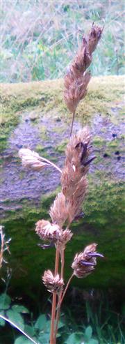Grasähre mit Mutterkorn(Claviceps purpurea)