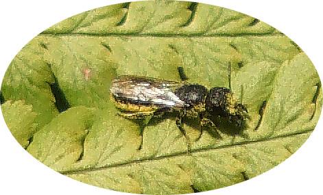 Löcherbiene (Heriades truncorum(L. 1758))