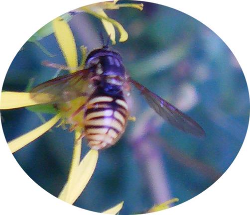 Gemeine oder Globige Wespenschwebfliege(Chrysotoxum cautum(Harris 1776))