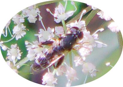 Gemeine Keulenschwebfliege(Syritta pipiens)