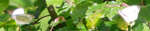 Kleine Kohlweißlinge sich sonnend(Pieris rapae(L. 1758))