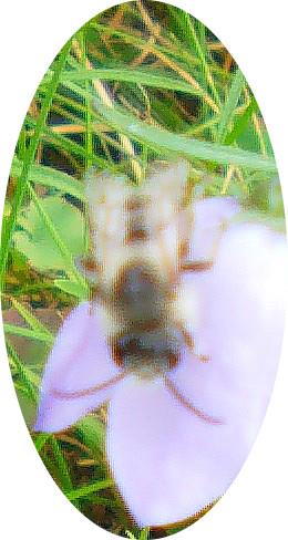 Sandbiene(Andrena(pandellei)(Perez 1895))
