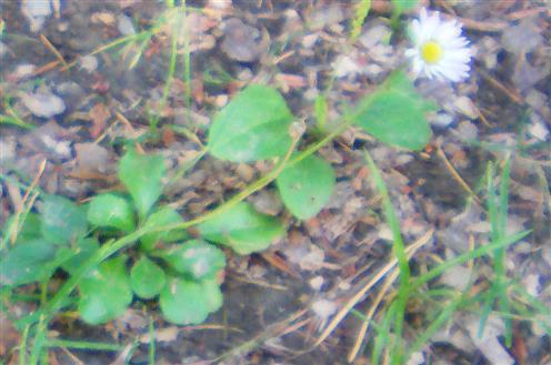 Gänseblümchen(Bellis perennis(L.))