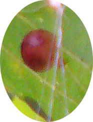 Eichengalle der Eichengallwespe(Biorhiza pallida) auf Eichenblatt(Quercus robur(L.))