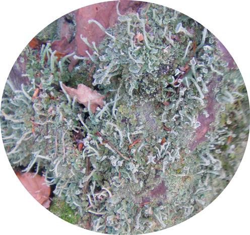 Echte Becherflechte(Cladonia pyxidata(L.) Hoffm.)