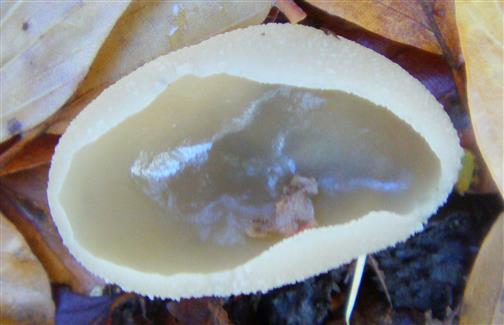 Blasiger Becherling, blasenfrmiger oder Blasen-Becherling(Peziza vesiculosa(Bull. ; Fr.)