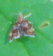 Spreizflgelfalter(Choreutidae)