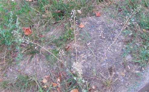 Gewhnliches Hirtentschel(Capsella bursa-pastoris(L.) Medik.) letztjhrig