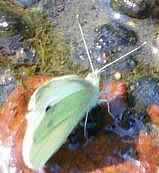 Kleiner Kohlweißling(Pieris rapae(L. 1758))