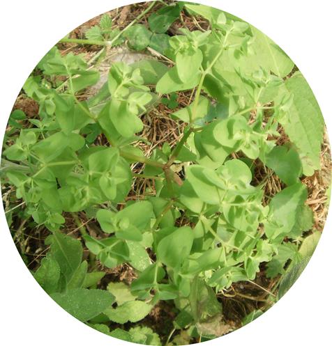 Garten-Wolfsmilch(Euphorbia peplus(L.))