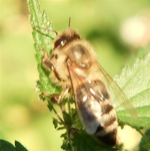 Westliche Honigbiene(Apis mellifera(L. 1758)) sich in der Sonne aufwärmend