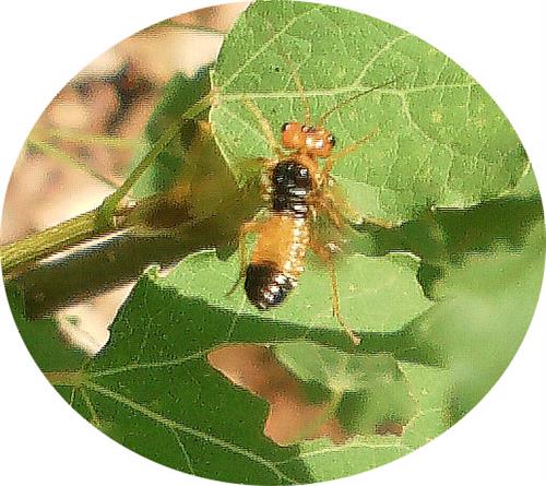 Gespinst-Blattwespe(Pamphilius betula) im Flug