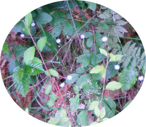 Gras-Sternmiere, Grasmiere(Stellaria graminea(L.))