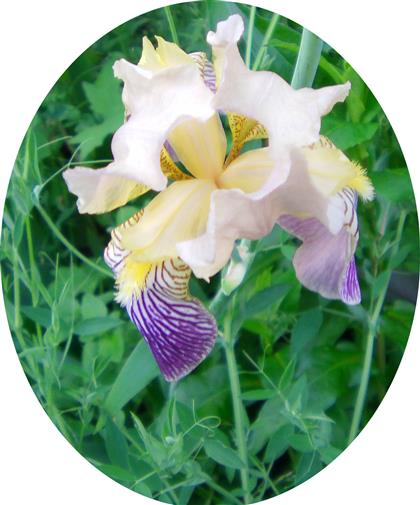 Holunder-Schwertlilie(Iris sambucina(L.))