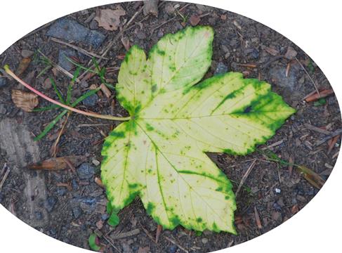 Herbstliches Blatt eines Berg-Ahorns(Acer pseudoplatanus(L.)) beim Chlorophyllabbau
