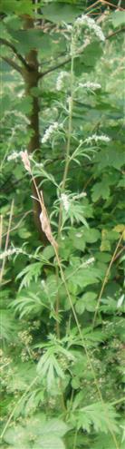 Gewöhnlicher bzw. gemeiner Beifuß(Artemisia vulgaris(L.))