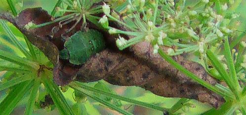 Nymphe einer grünen Stinkwanze(Palomena prasina(L. 1761)) in einem welken Laubblatt wohl Schutz suchend