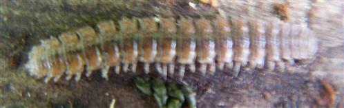 Rotbrauner Bandfüßer(Polydesmus angustus)