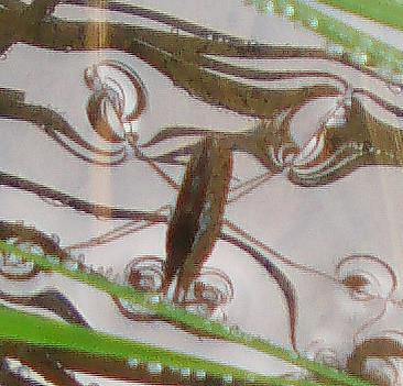 Gemeiner Wasserläufer(Gerris lacustris(L. 1758))