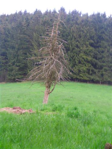 Dürre Fichte(Picea abies(A. Dietr.)) auf der Weidefläche in der Nähe des Einsiedlerhofes von ehemals Holger Sippe
