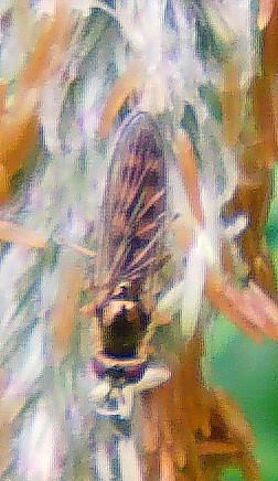 Schwebfliege(Platycheirus clypeatus)