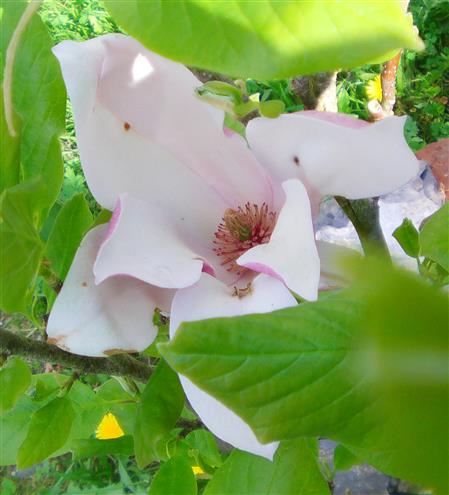 Purpur Magnolie(Magnolia liliiflora)