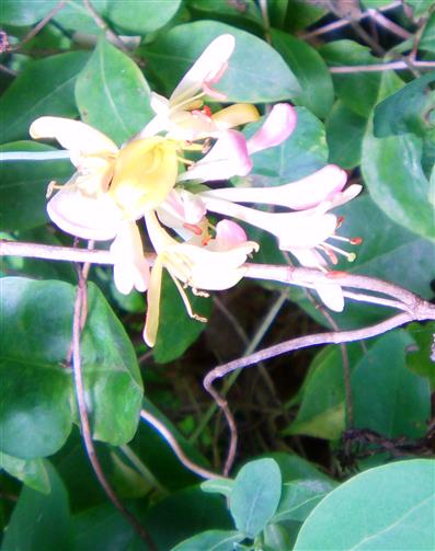 Blüten des Wald-Geißblattes(Lonicera periclymenum(L.))