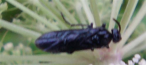 Bürstenhornblattwespe(Arge gracilicornis)