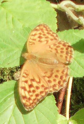 Kaisermantel(Argynnis paphia(L. 1758)) 1