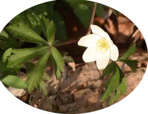 Buschwindröschen(Anemone nemorosa(L.))