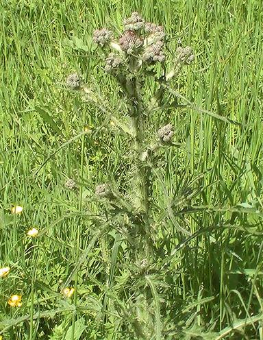 Gewöhnliche Kratzdistel(Cirsium vulgare(L.))
